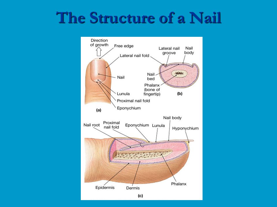 The Structure of a Nail