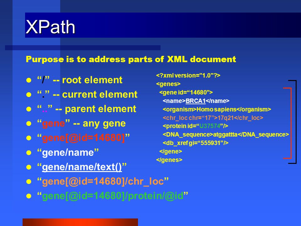 XPath / -- root element . -- current element parent element gene -- any gene gene/name gene/name/text()  BRCA1 Homo sapiens 17q21 atggattta Purpose is to address parts of XML document