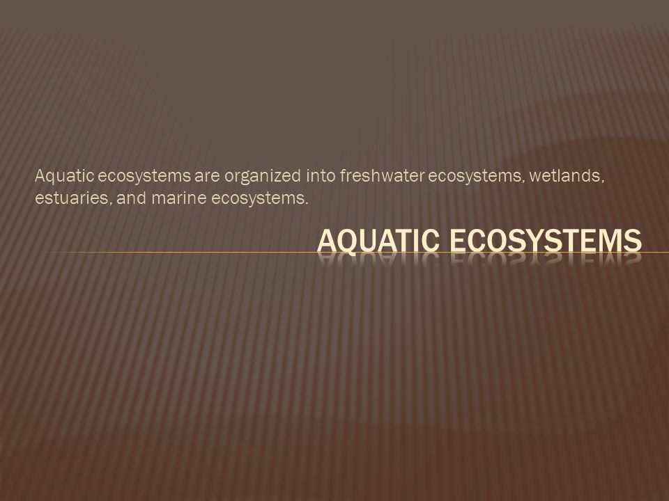 Aquatic ecosystems are organized into freshwater ecosystems, wetlands, estuaries, and marine ecosystems.