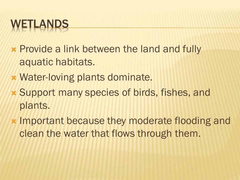  Provide a link between the land and fully aquatic habitats.