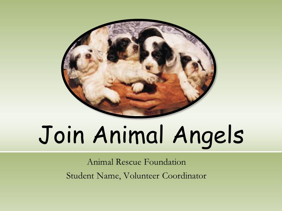 Join Animal Angels Animal Rescue Foundation Student Name, Volunteer Coordinator