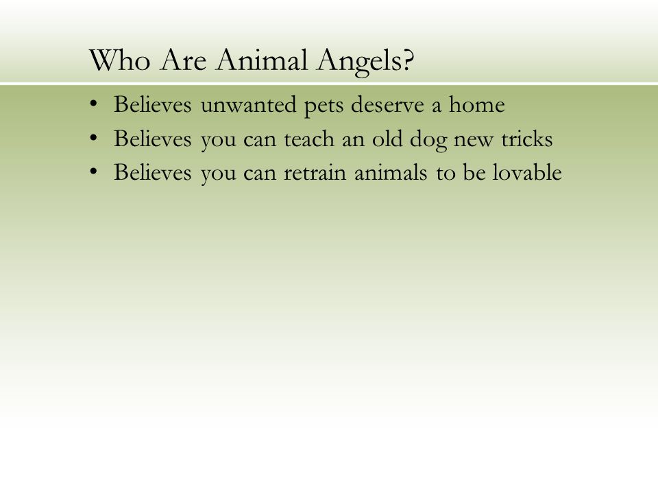 Who Are Animal Angels.