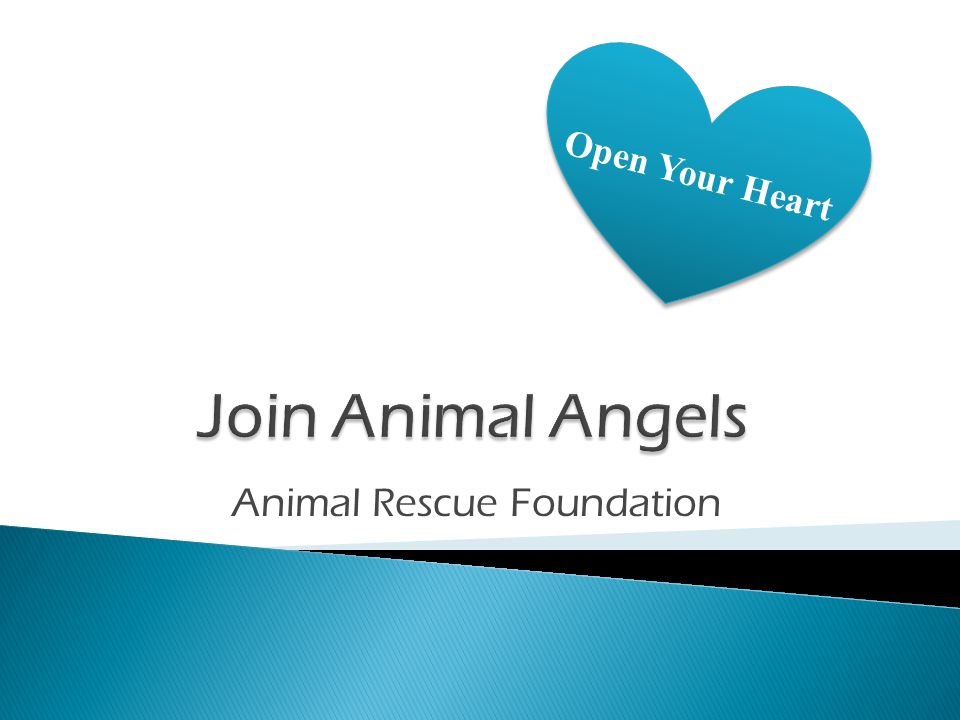  Sign up to volunteer  Send a check  Drop off donations Animal Rescue Foundation 1166 Oak Street Lakeside, NH (603) Animal Rescue Foundation 1166 Oak Street Lakeside, NH (603)