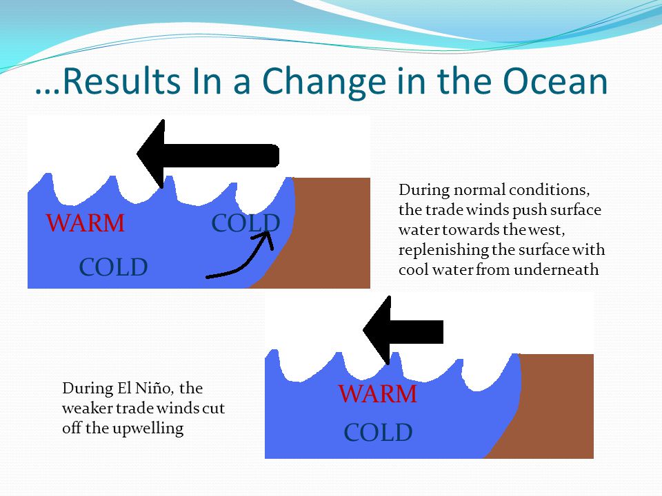 …Results In a Change in the Ocean WARM COLD During normal conditions, the trade winds push surface water towards the west, replenishing the surface with cool water from underneath During El Niño, the weaker trade winds cut off the upwelling