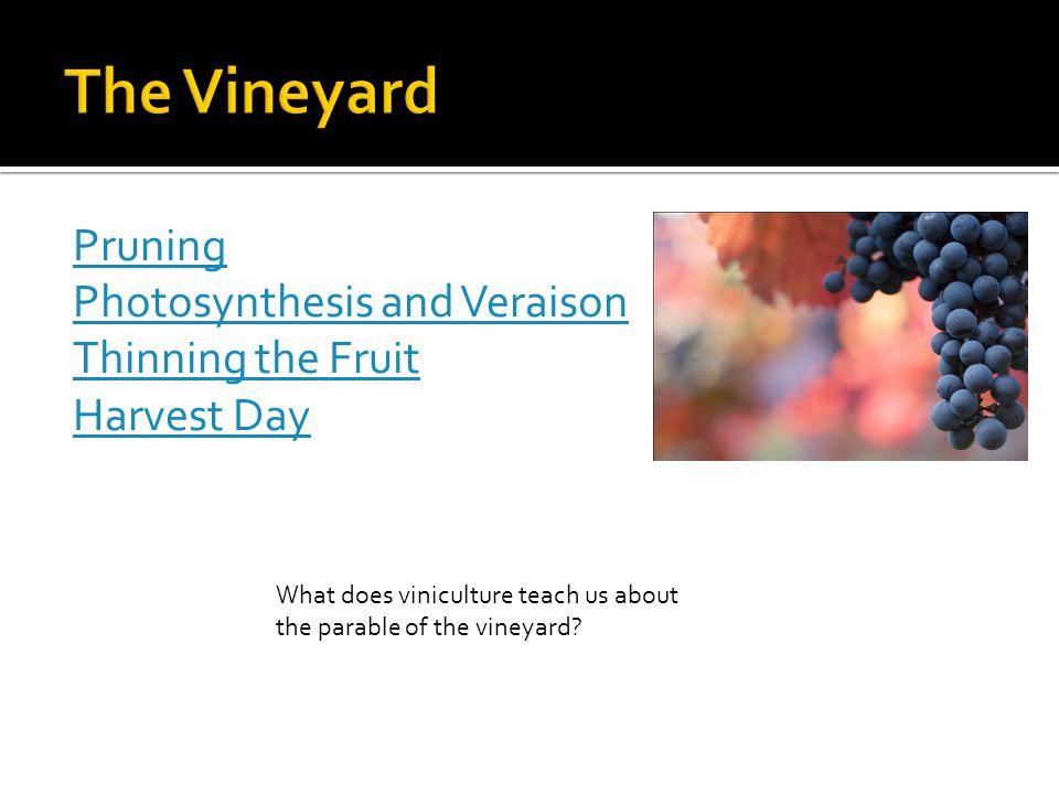 Pruning Photosynthesis and Veraison Thinning the Fruit Harvest Day What does viniculture teach us about the parable of the vineyard