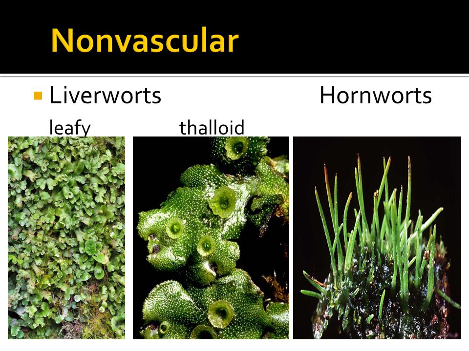  Liverworts Hornworts leafy thalloid