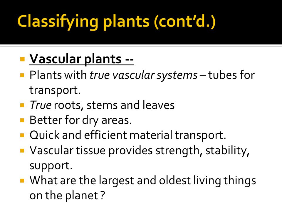  Vascular plants --  Plants with true vascular systems – tubes for transport.