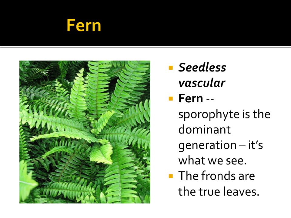  Seedless vascular  Fern -- sporophyte is the dominant generation – it’s what we see.