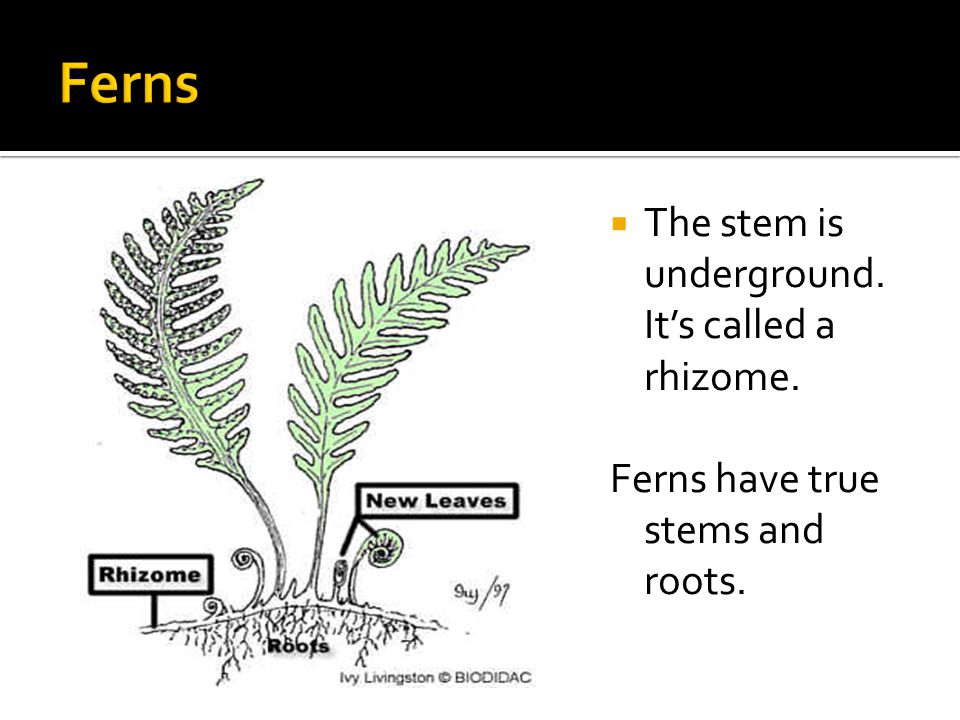  The stem is underground. It’s called a rhizome. Ferns have true stems and roots.