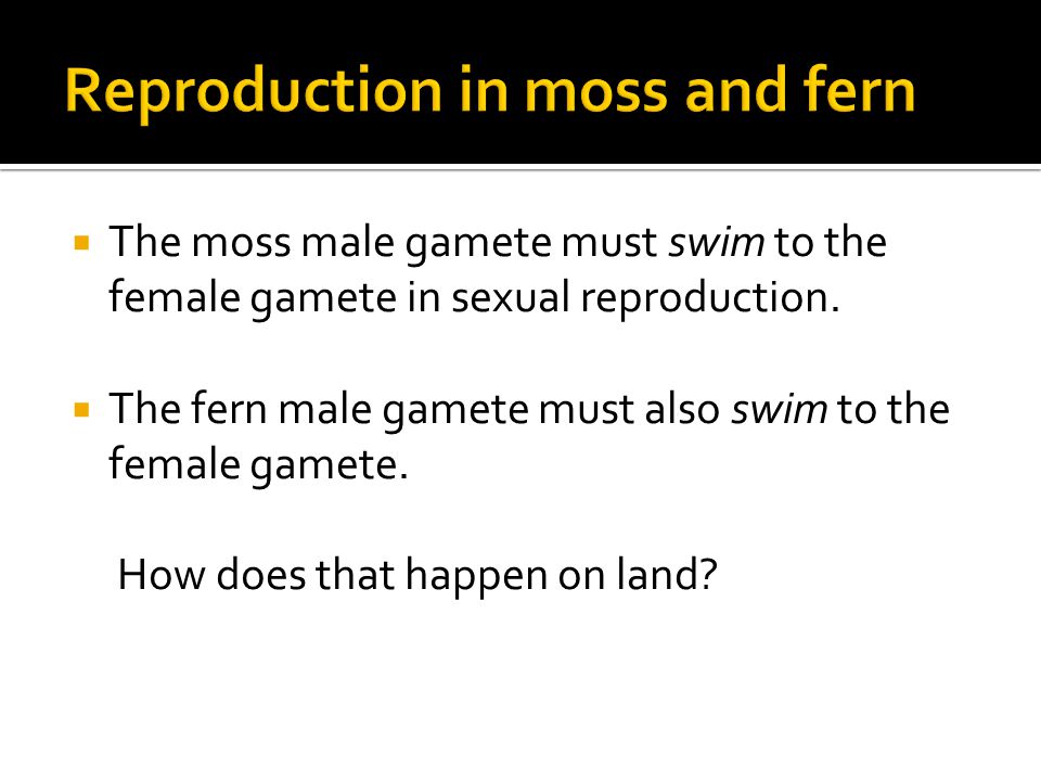  The moss male gamete must swim to the female gamete in sexual reproduction.