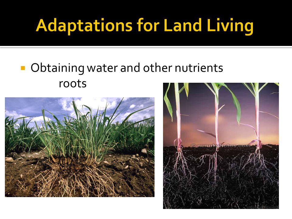  Obtaining water and other nutrients roots
