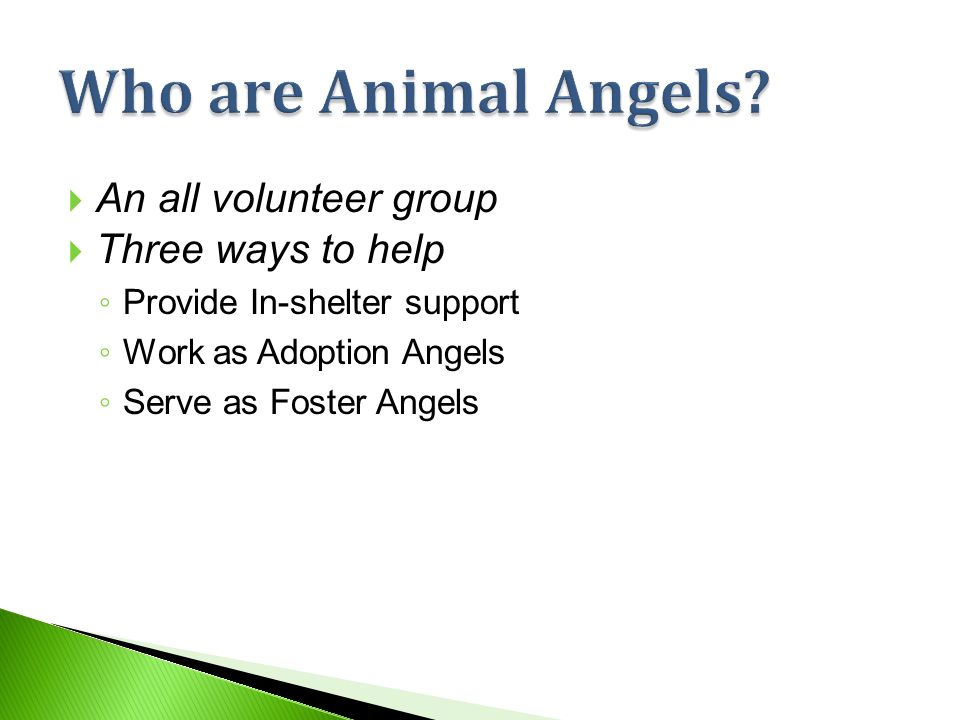  An all volunteer group  Three ways to help ◦ Provide In-shelter support ◦ Work as Adoption Angels ◦ Serve as Foster Angels
