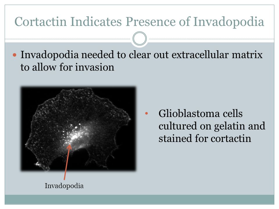 Cortactin Indicates Presence of Invadopodia Invadopodia needed to clear out extracellular matrix to allow for invasion Glioblastoma cells cultured on gelatin and stained for cortactin Invadopodia