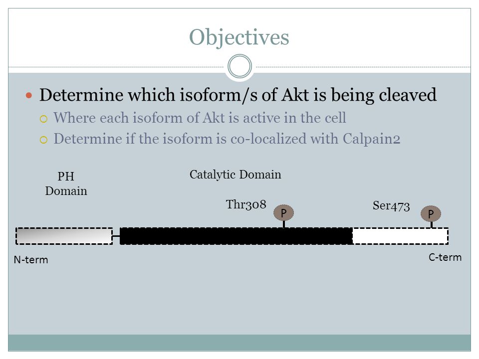 Objectives Determine which isoform/s of Akt is being cleaved  Where each isoform of Akt is active in the cell  Determine if the isoform is co-localized with Calpain2 P P C-term N-term PH Domain Catalytic Domain Thr308 Ser473
