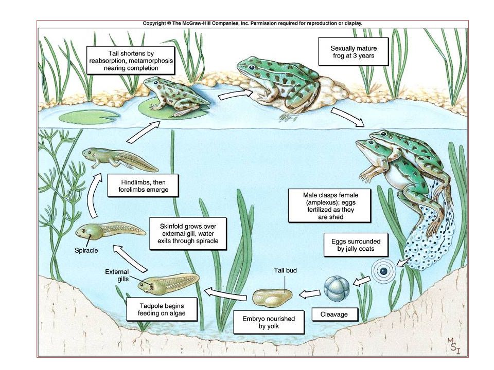 explain the process of external fertilisation in frog - Science -  Reproduction in Animals - 11744739 