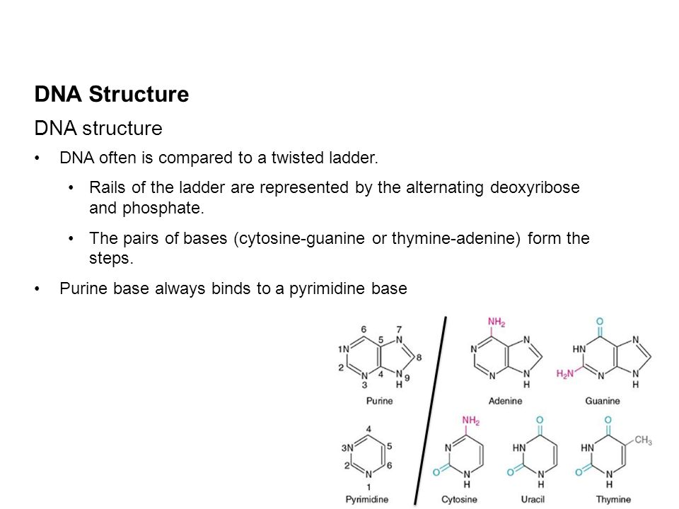 Describe The Biochemical Composition Structure And Replication Of Dna Replication At The Biochemical Level Describe The Structure Of Dna Essay Describe The Biochemical Composition Structure And Replication Of Dna
