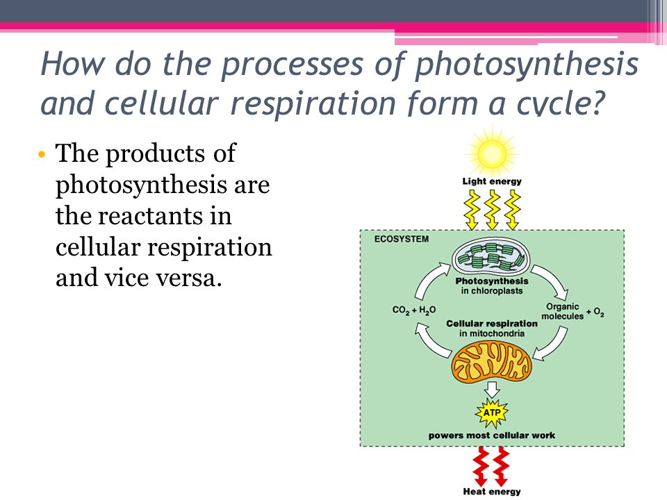 essay on photosynthesis