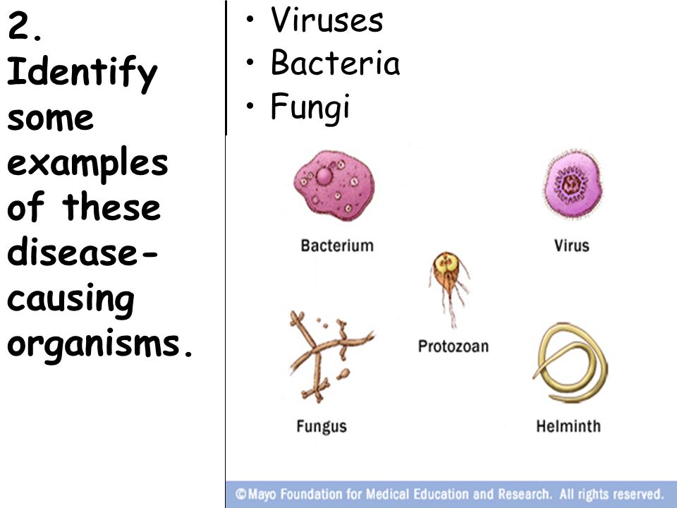 some examples of virus and bacteria Viruses in bacteria in some examples of this type like some hoppers and thrips virus and bacteria in plant it is important to know. some examples of virus and bacteria Viruses in bacteria in some examples of this type like some hoppers and thrips virus and bacteria in plant it is important to know.