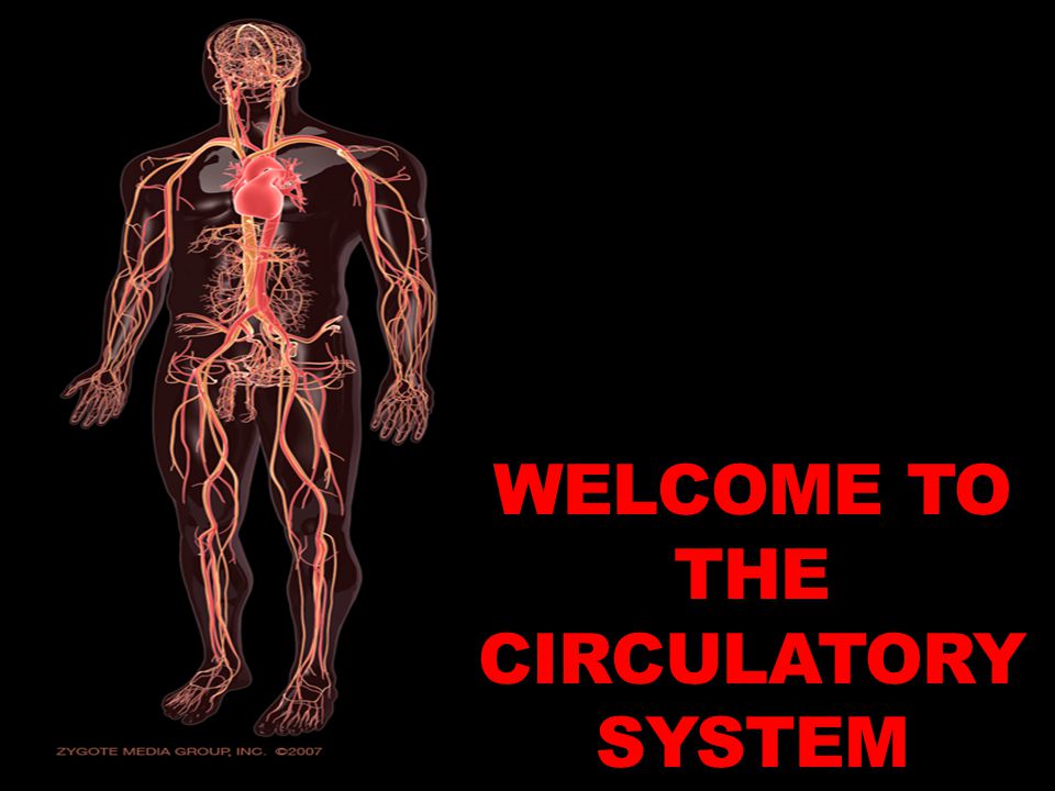 WELCOME TO THE CIRCULATORY SYSTEM