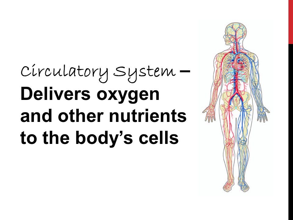 Circulatory System – Delivers oxygen and other nutrients to the body’s cells