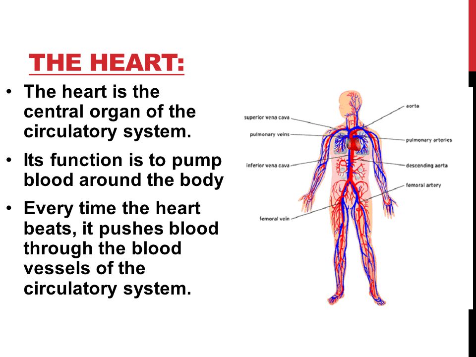 THE HEART: The heart is the central organ of the circulatory system.