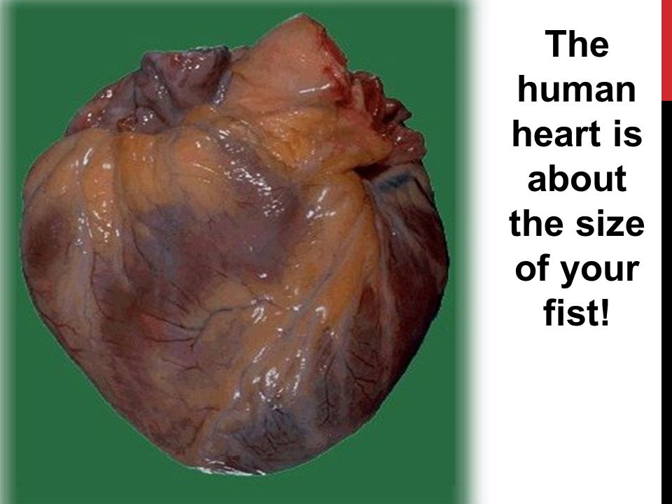 The human heart is about the size of your fist!