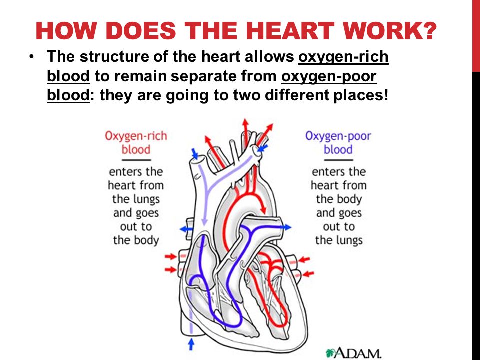 HOW DOES THE HEART WORK.