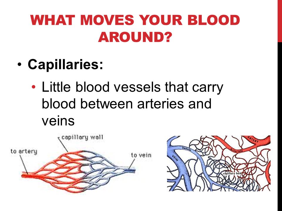 WHAT MOVES YOUR BLOOD AROUND.