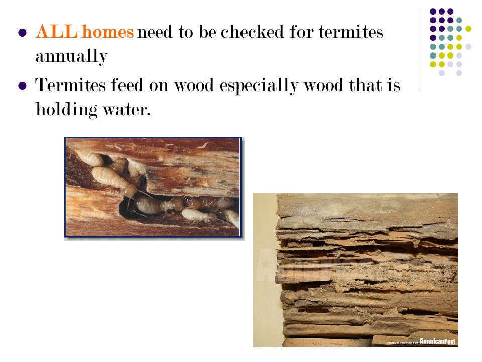 ALL homes need to be checked for termites annually Termites feed on wood especially wood that is holding water.