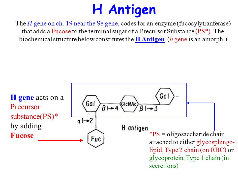 Hh antigen system #