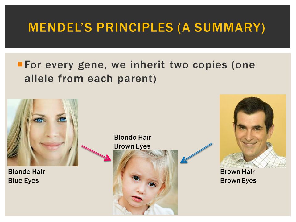 Blonde Hair Blue Eyes Trait Is Blonde Hair Recessive Or Dominant Gene