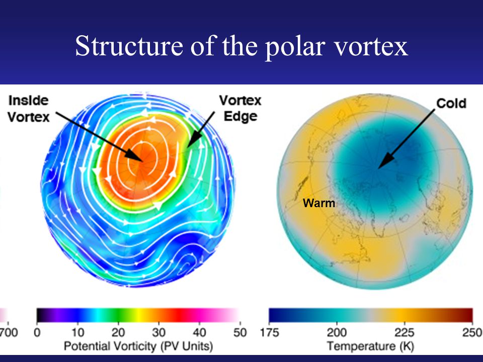 Warm Structure of the polar vortex