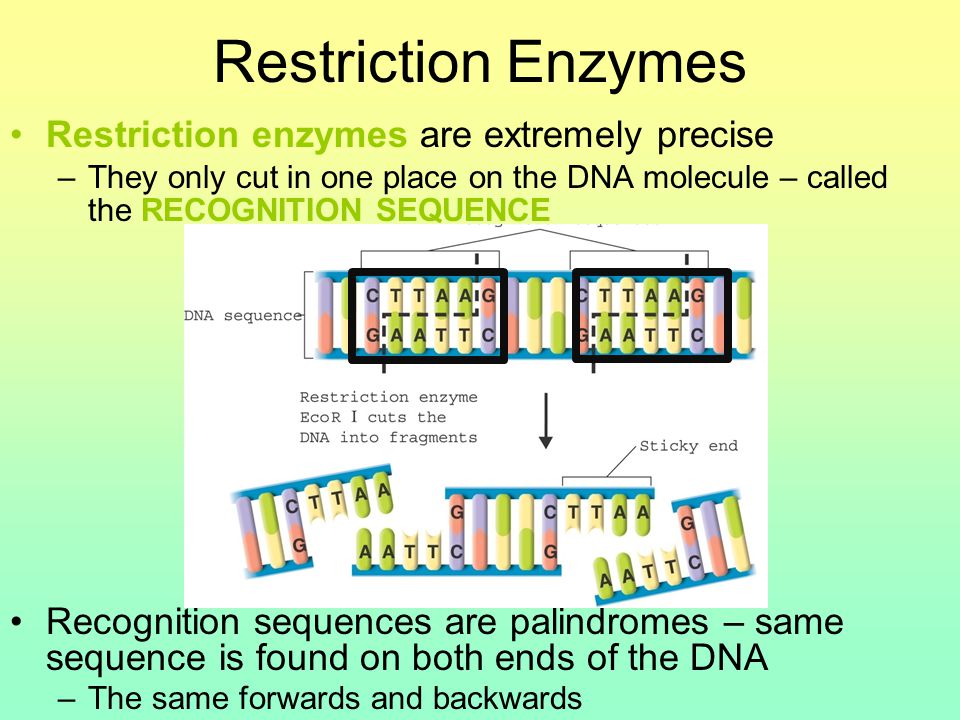 Restriction Enzymes Restriction enzymes are extremely precise –They only cut in one place on the DNA molecule – called the RECOGNITION SEQUENCE Recognition sequences are palindromes – same sequence is found on both ends of the DNA –The same forwards and backwards