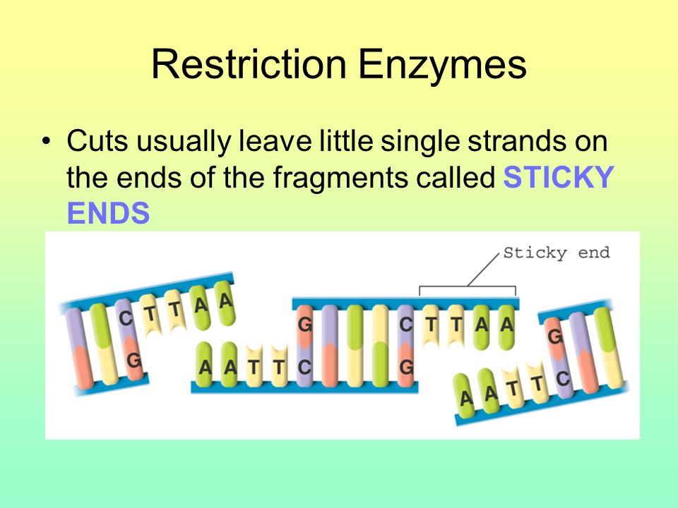 Restriction Enzymes Cuts usually leave little single strands on the ends of the fragments called STICKY ENDS