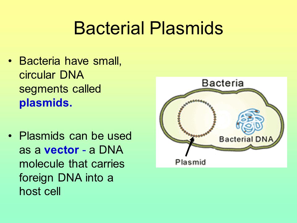 Bacterial Plasmids Bacteria have small, circular DNA segments called plasmids.