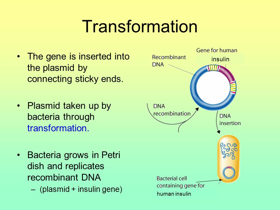 Transformation The gene is inserted into the plasmid by connecting sticky ends.