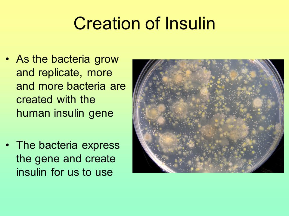 Creation of Insulin As the bacteria grow and replicate, more and more bacteria are created with the human insulin gene The bacteria express the gene and create insulin for us to use