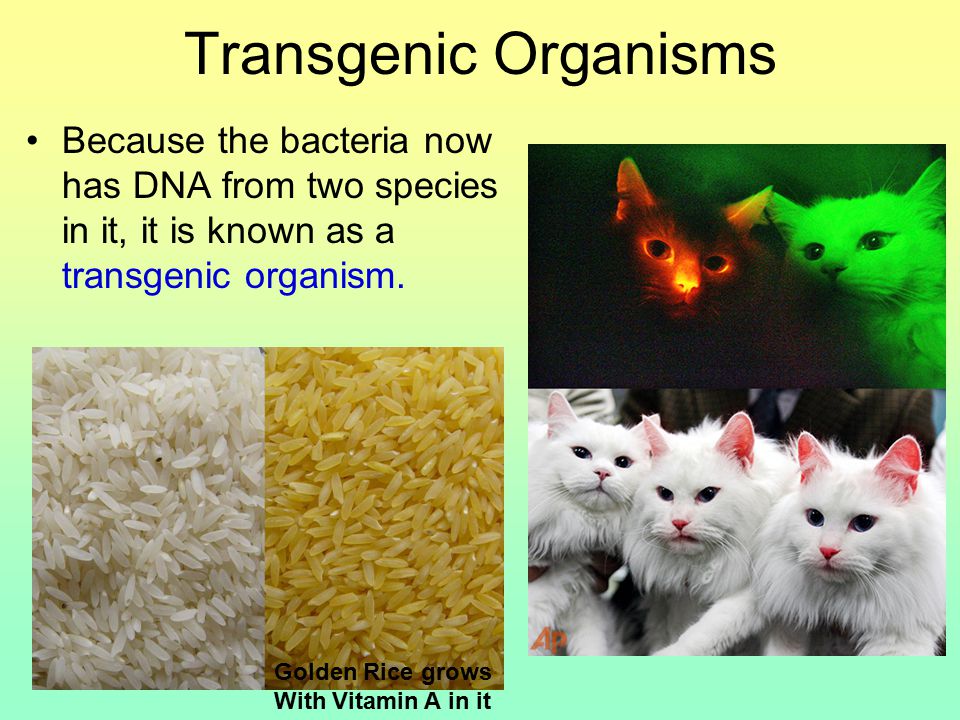 Transgenic Organisms Because the bacteria now has DNA from two species in it, it is known as a transgenic organism.