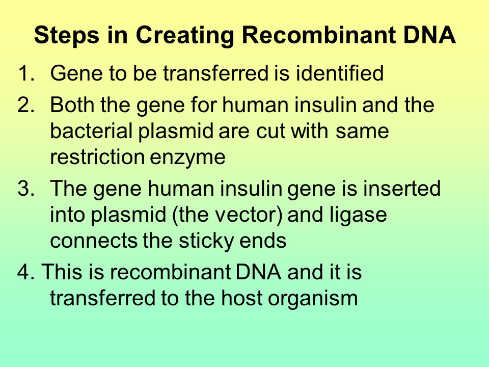 Steps in Creating Recombinant DNA 1.Gene to be transferred is identified 2.Both the gene for human insulin and the bacterial plasmid are cut with same restriction enzyme 3.The gene human insulin gene is inserted into plasmid (the vector) and ligase connects the sticky ends 4.