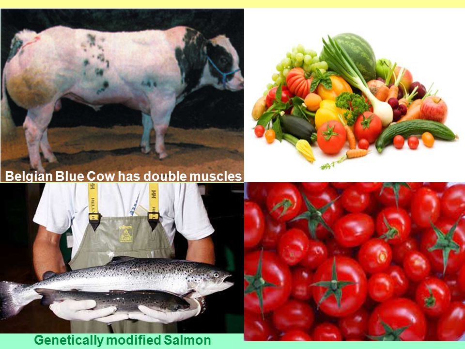 Belgian Blue Cow has double muscles Genetically modified Salmon