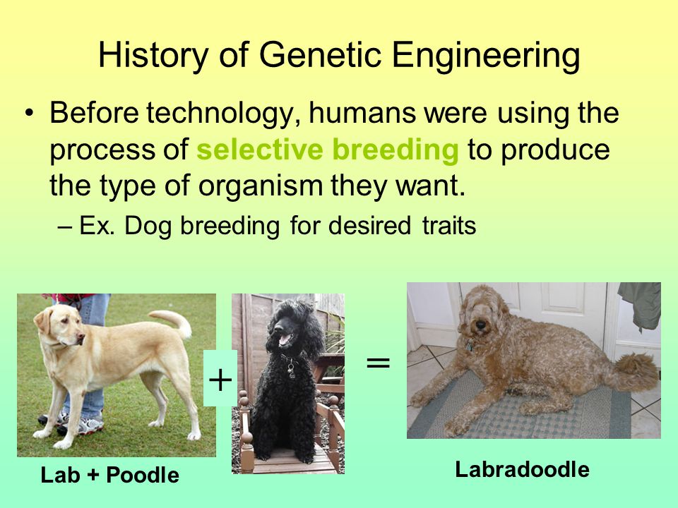 History of Genetic Engineering Before technology, humans were using the process of selective breeding to produce the type of organism they want.