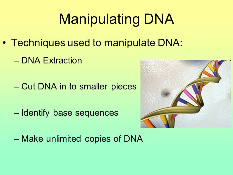 Manipulating DNA Techniques used to manipulate DNA: –DNA Extraction –Cut DNA in to smaller pieces –Identify base sequences –Make unlimited copies of DNA