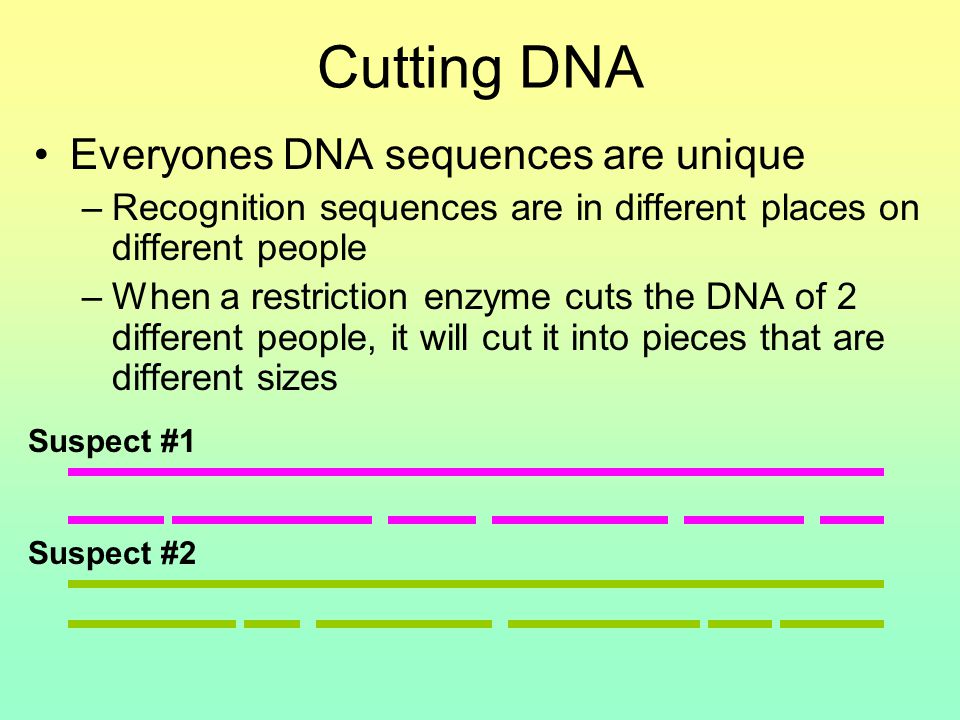 Cutting DNA Everyones DNA sequences are unique –Recognition sequences are in different places on different people –When a restriction enzyme cuts the DNA of 2 different people, it will cut it into pieces that are different sizes Suspect #1 Suspect #2