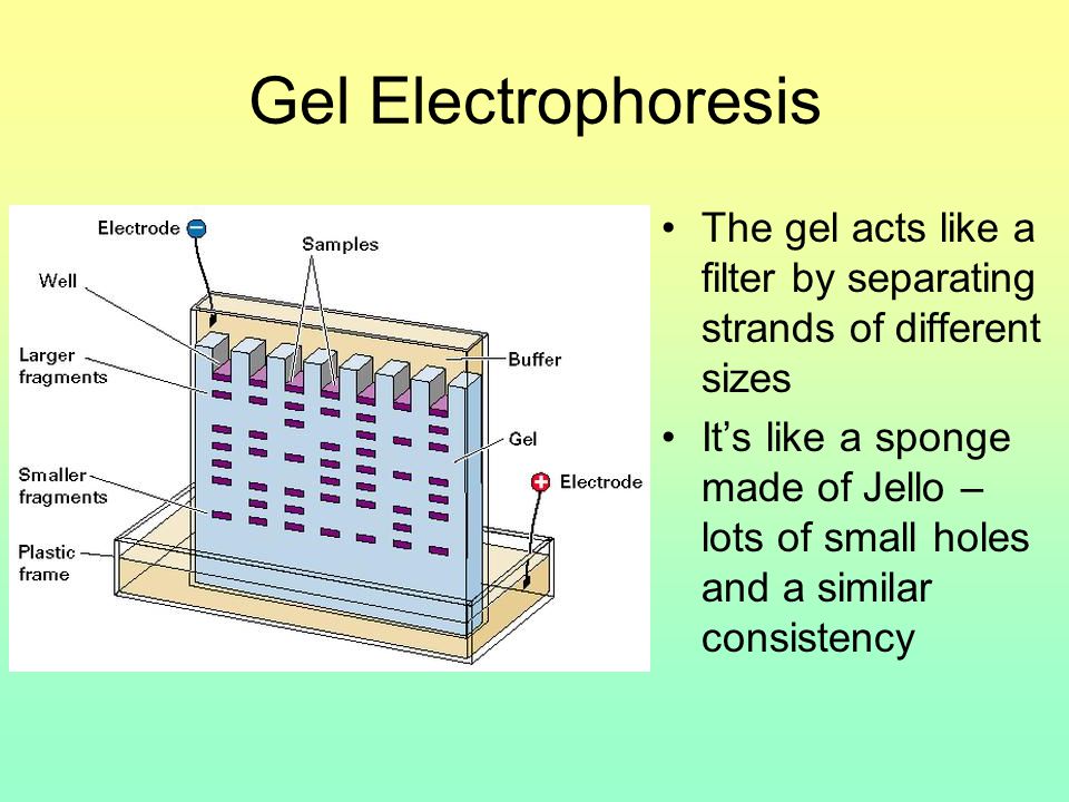Gel Electrophoresis The gel acts like a filter by separating strands of different sizes It’s like a sponge made of Jello – lots of small holes and a similar consistency