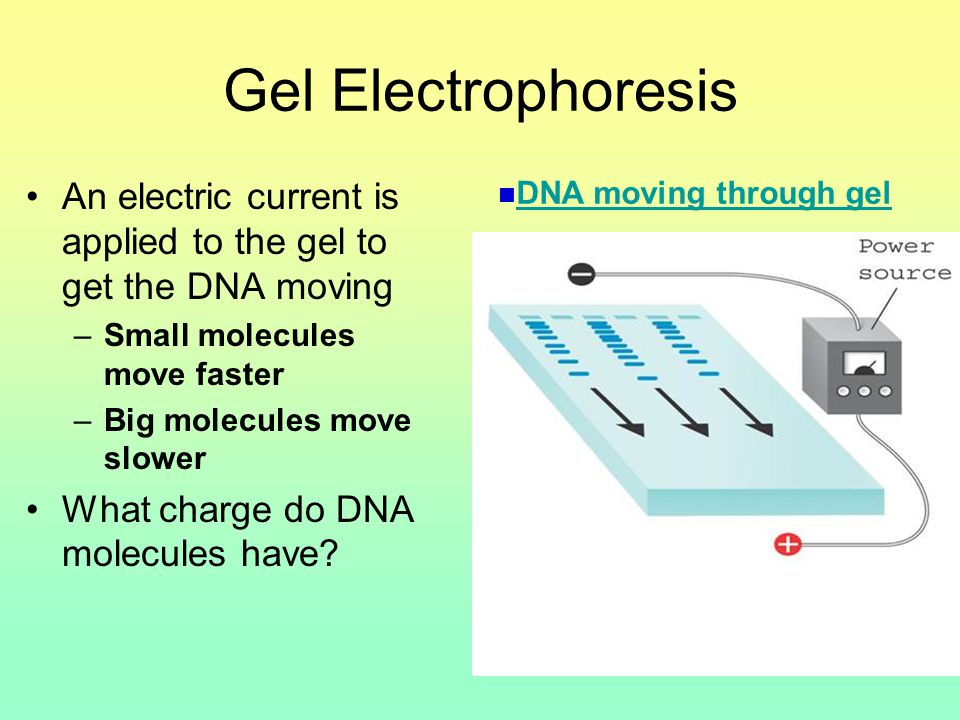 Gel Electrophoresis An electric current is applied to the gel to get the DNA moving –Small molecules move faster –Big molecules move slower What charge do DNA molecules have.