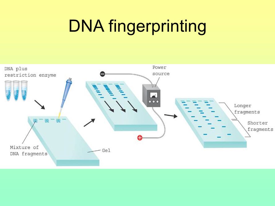 DNA fingerprinting