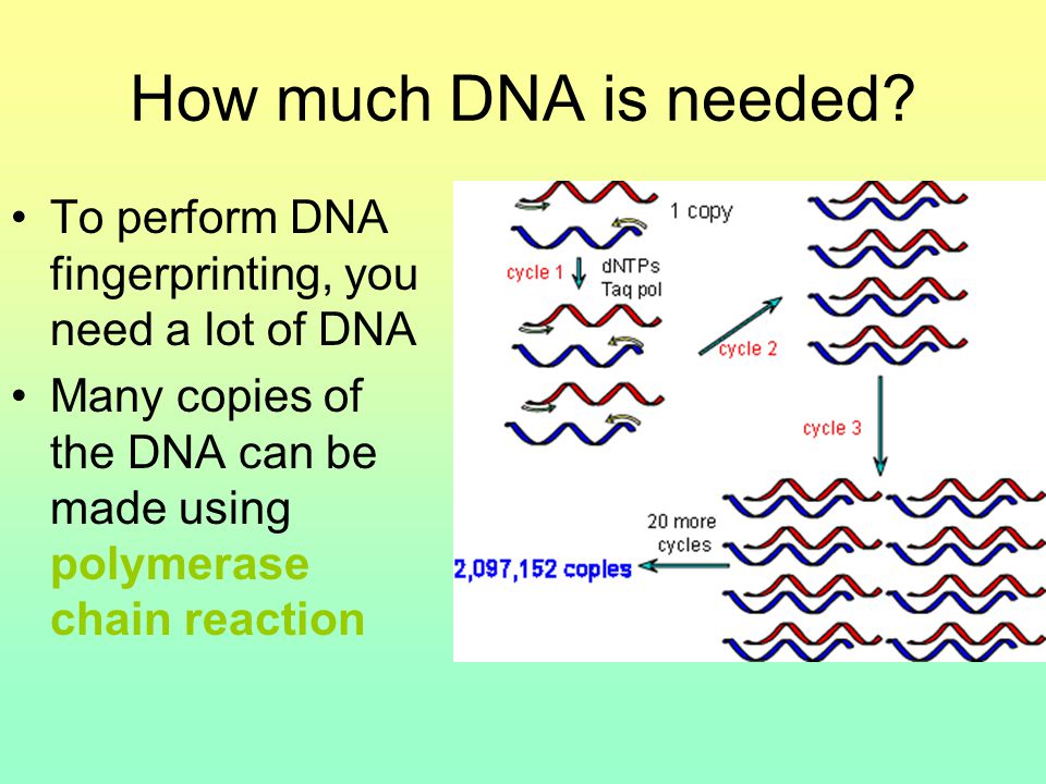 How much DNA is needed.