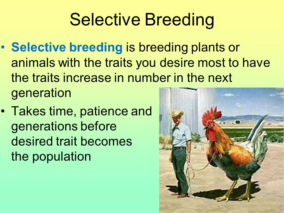 Selective Breeding Selective breeding is breeding plants or animals with the traits you desire most to have the traits increase in number in the next generation Takes time, patience and many generations before the desired trait becomes common in the population