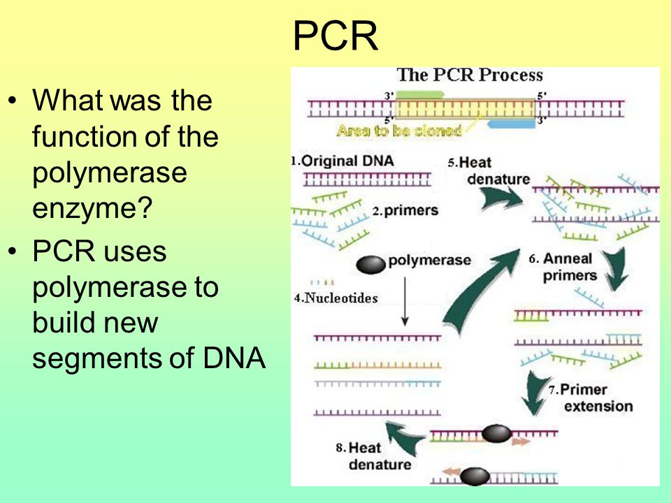 What was the function of the polymerase enzyme PCR uses polymerase to build new segments of DNA