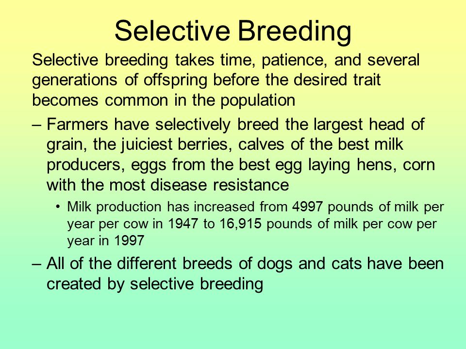 Selective Breeding Selective breeding takes time, patience, and several generations of offspring before the desired trait becomes common in the population –Farmers have selectively breed the largest head of grain, the juiciest berries, calves of the best milk producers, eggs from the best egg laying hens, corn with the most disease resistance Milk production has increased from 4997 pounds of milk per year per cow in 1947 to 16,915 pounds of milk per cow per year in 1997 –All of the different breeds of dogs and cats have been created by selective breeding